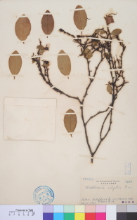 Specimen thumbnail